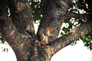 A Close Encounter with a Squirrel: The Playful Rodent in its Natural Habitat