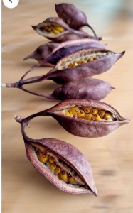A Display of Dried Seed Pods: A Fusion of Nature's Art and Science