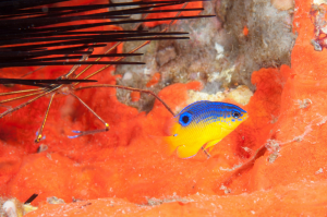 A Spectacular Encounter: Juvenile Longfin Damselfish Meets Arrow Crab