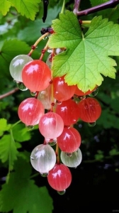 A Symphony of Grapes: Red, Green, and White on a Vine