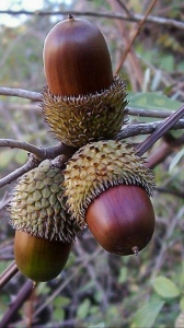 Acorns: The Nutritious Gems of Oak Trees