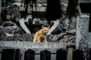 Alluring Brown Cat Basking on the Stones of Kyoto, Japan