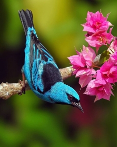 Aqua Avian Amidst Blossoms: An Encounter with Nature's Vibrancy