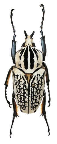 Black and White Scarab Beetle: Nature's Artistic Patterns
