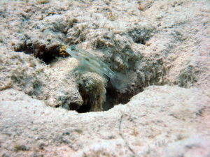 Bridled Goby: An Enthralling Component of Marine Jigsaw Puzzles