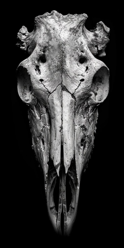 Captivating Monochrome Study of an Animal Skull