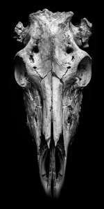 Captivating Monochrome Study of an Animal Skull