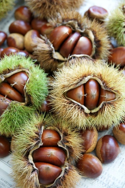 Chestnut Season: A Deep Dive into the Lifecycle of Chestnuts