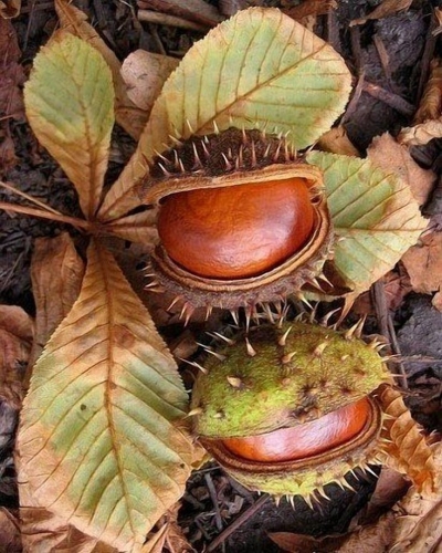 Chestnuts' Journey: From Spiky Husks to Shiny Treasures