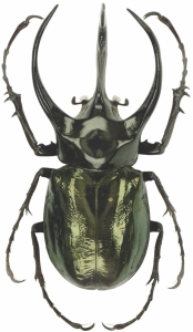 Dazzling Display of Nature: The Unique Beetle Species