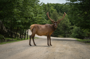 Deer in the Wilderness: A Captivating Capture by Jp Valery