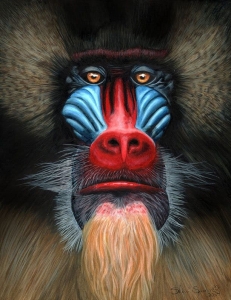 Discover the Colorful World of Baboons: A Close-up Exploration