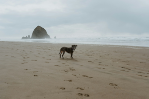 Dog's Coastal Adventure: Embracing the Beauty of Nature and Ocean Travel
