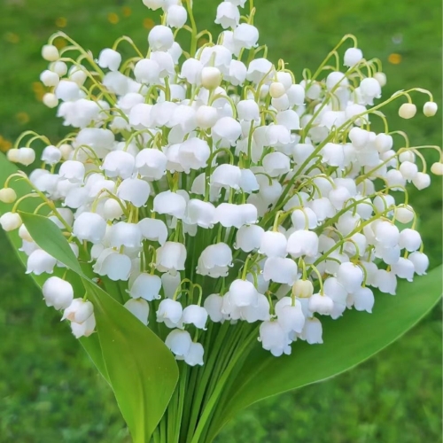 Enchanting Lily of the Valley Bouquet: Springtime's Fragrant Elegance