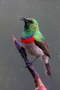 Exotic Tropical Bird: A Symphony of Vibrant Colors