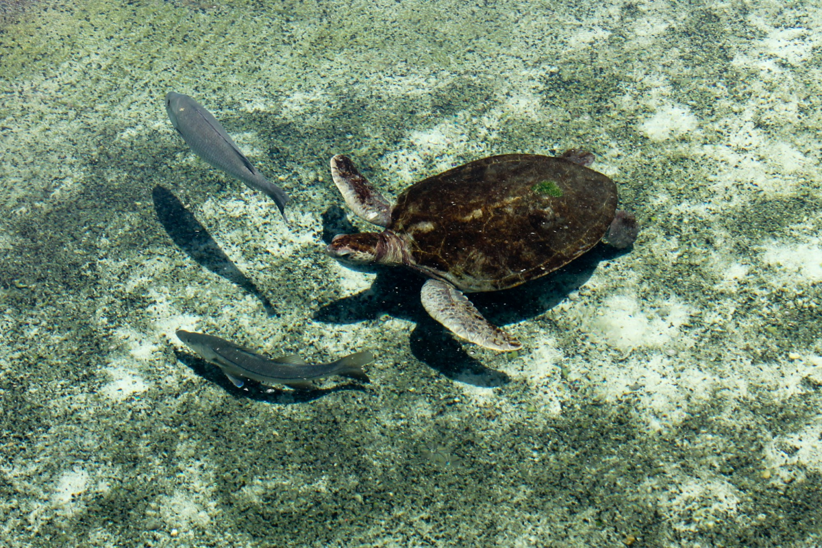 Experiencing Marine Life: Sea Turtle Journey in Jensen Beach, Florida