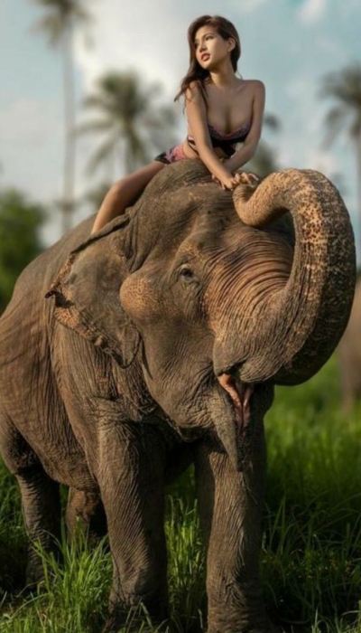 Exploring Nature's Majesty: An Elephant Adventure in the Tropics