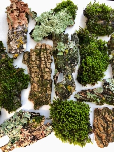 Exploring Nature's Palette: A Study of Bark and Moss Textures
