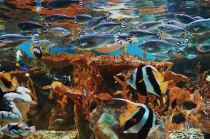 Exploring the Underwater World: A Kaleidoscope of Fish among Vivid Coral Gardens