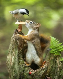 Forest Chronicles: The Squirrel and the Bird
