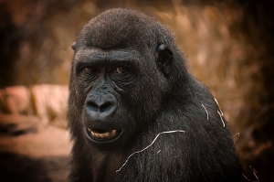 Gorilla's Majestic Close-up: A Study in Primate Expressions