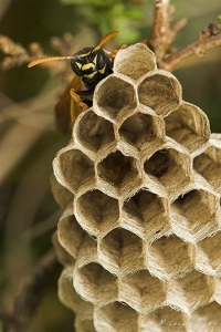 Hexagonal Marvel: The Intricate Honeycomb Structure
