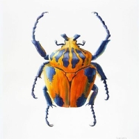 Intricate Beauty of Colorful Beetles: An In-depth Look