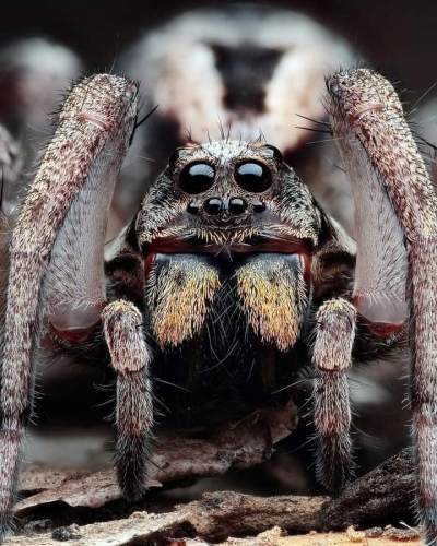 Intricate Details of a Spider: A Close-Up Exploration
