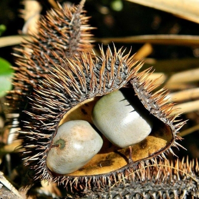 Intricate Seed Dispersion: A Closer Look at Spiky Seed Pods