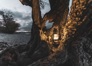 Lantern Illuminating a Sea-Side Tree Under the Heaven's Canopy