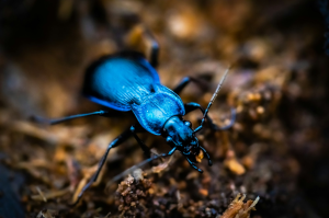 Macro Encounter: Blue Beetle in Groesbeek Woods, Netherlands