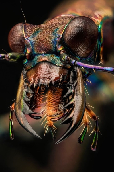 Macro Photography: A Detailed Look at A Vibrant Beetle