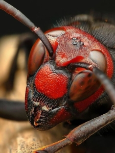 Macro Photography: A Detailed Look at an Ant's World