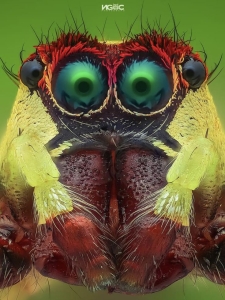 Macro Photography: Unveiling the World of Jumping Spiders