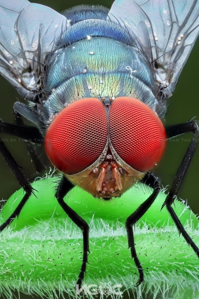 Magnifying the Wonders: A Macro Close-Up of a Fly