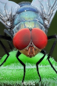Magnifying the Wonders: A Macro Close-Up of a Fly