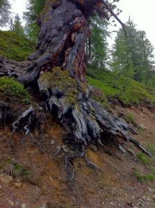Majestic Tree with Exposed Roots: A Testament to Nature's Resilience