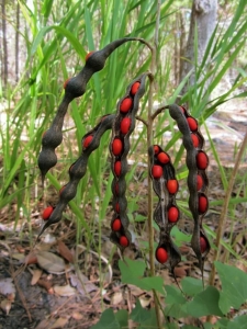 Marvelous Castor Bean Seed Pods: A Natural Symphony