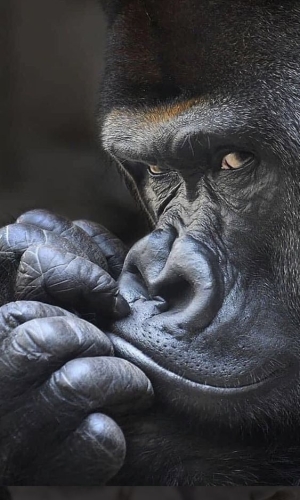 Musing Gorilla: A Close-Up Encounter