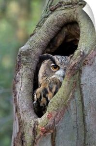 Mysterious Owl in Forest Hollow: Nature's Stealthy Sentinel