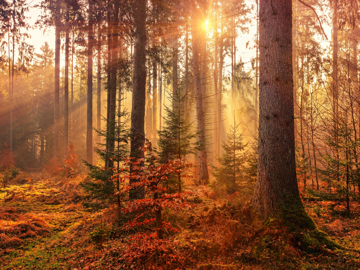 Mystery Forest Light
