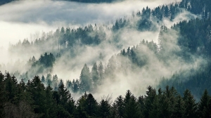 Mystical Misty Forest Landscape: A Serene Nature Encounter