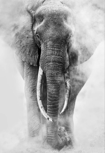 Mystical Monochrome: An Elephant's Face in the Mist