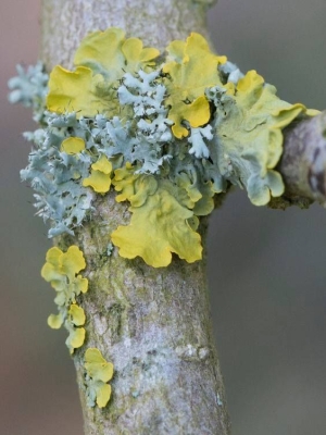 Nature's Canvas: The Vibrant World of Tree Lichens
