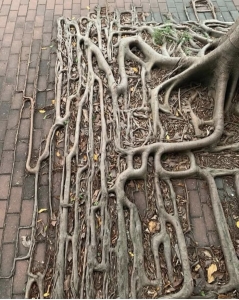 Nature's Intricate Network: The Dance of Tree Roots and Pavement