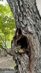Nature's Resilience: New Life Flourishing in a Tree Trunk Hollow