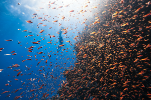 Oceanic Discovery: The Vibrant Underwater Life at NEOM, Saudi Arabia