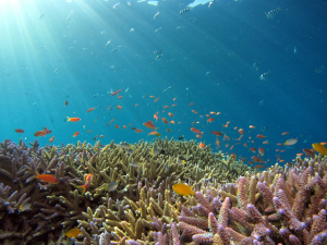 Okinawa's Underwater Kaleidoscope: A Jigsaw Puzzle Challenge