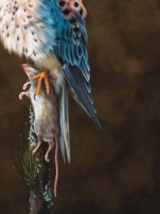 Predatory Grace: A Colorful Raptor in Mid-Hunt