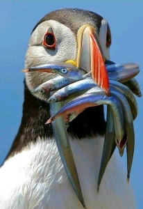 Puffin's Feast: A Spectacle of Nature's Bounty